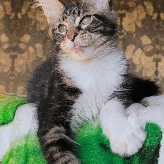 Maine Coon NOV Holiday