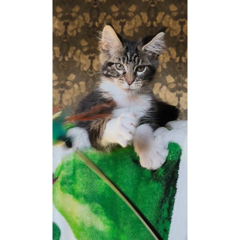 Maine Coon NOV Holiday