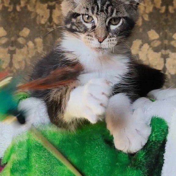 Maine Coon NOV Holiday