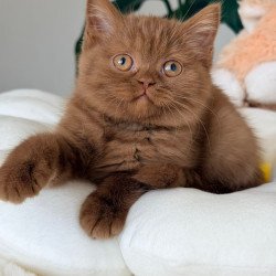 British Shelbi