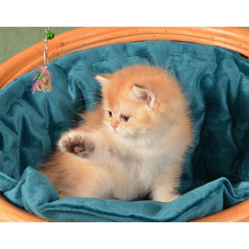 British Paulina