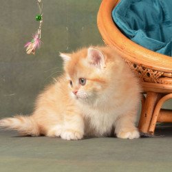 British Ponochka