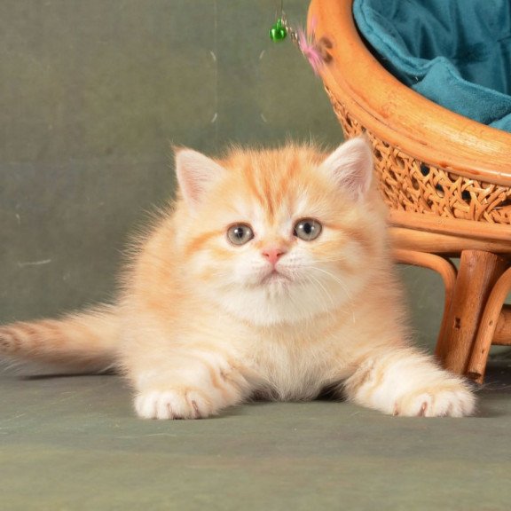 British Ponochka