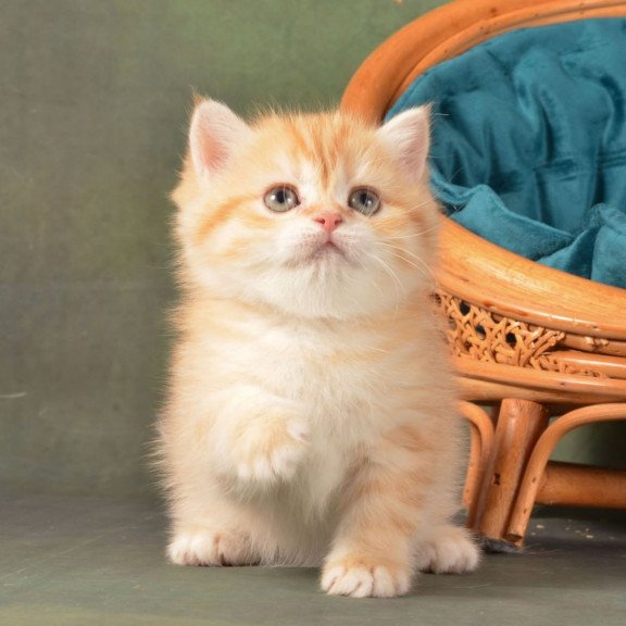 British Ponochka