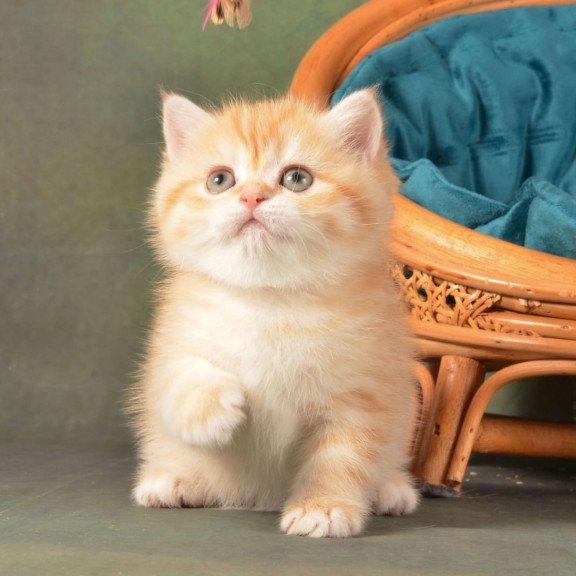 British Ponochka