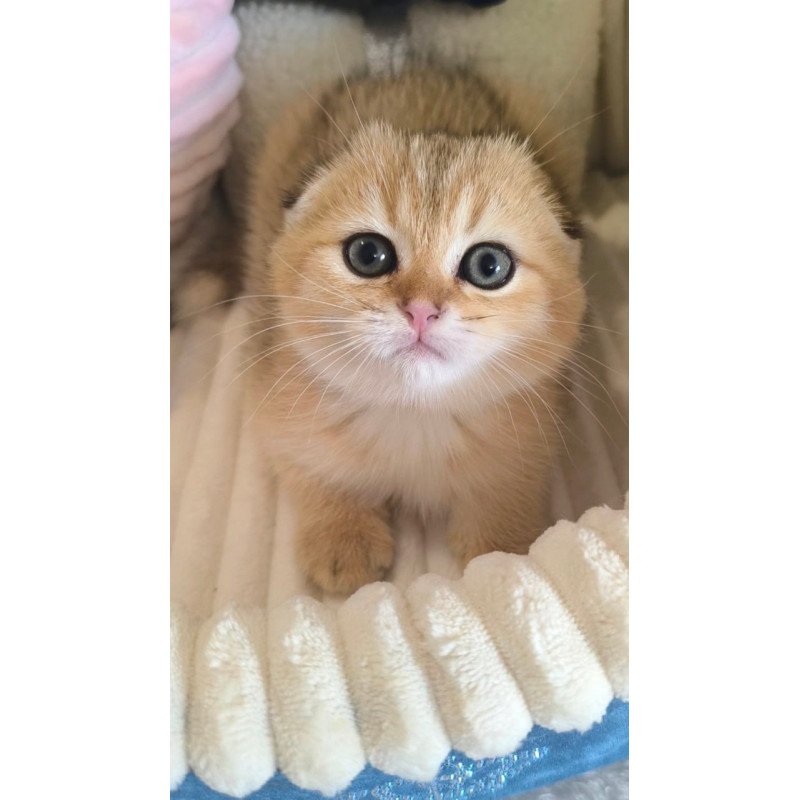 Scottish Marik
