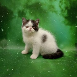 Exotic Olby