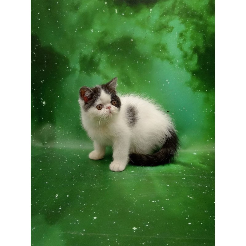 Exotic Olby