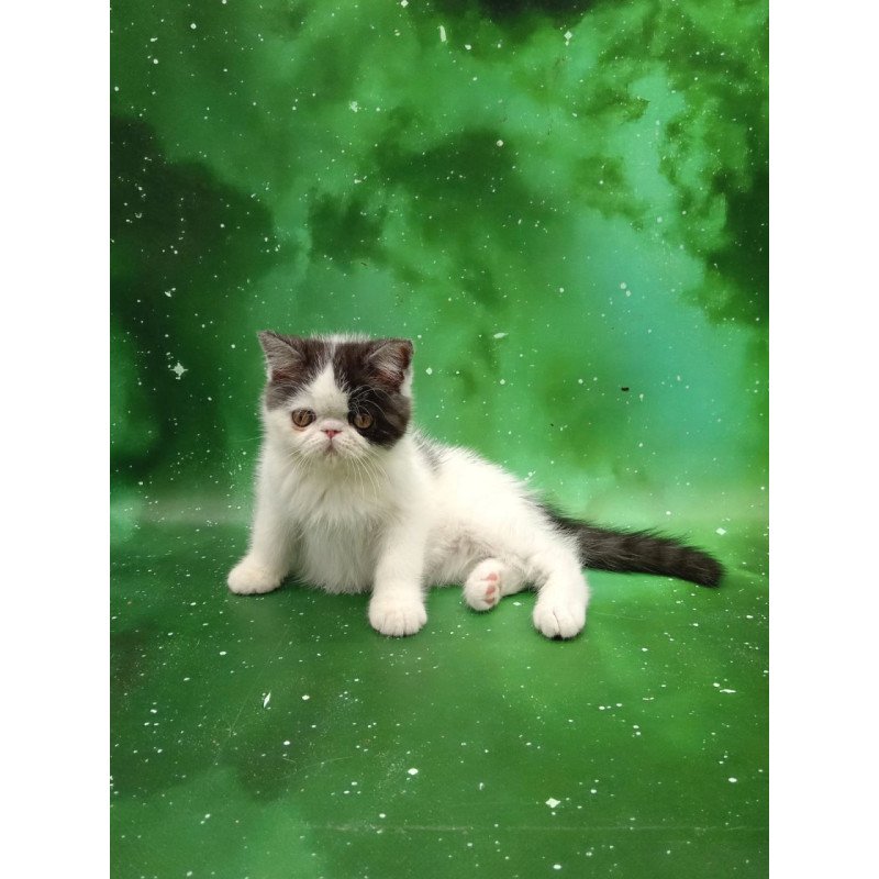 Exotic Olby