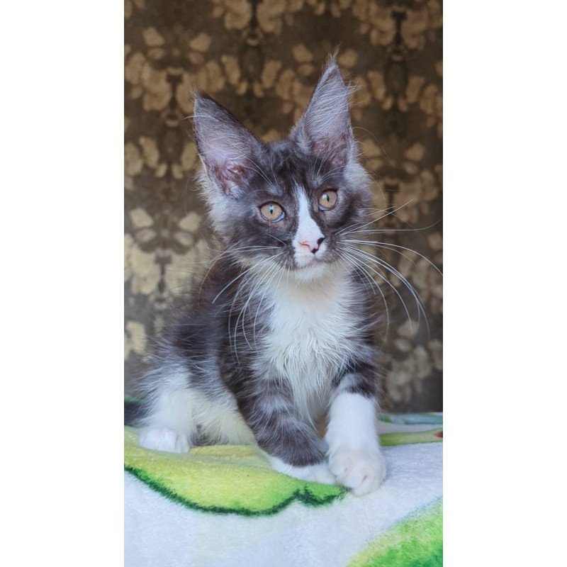Maine Coon NOV Harisha