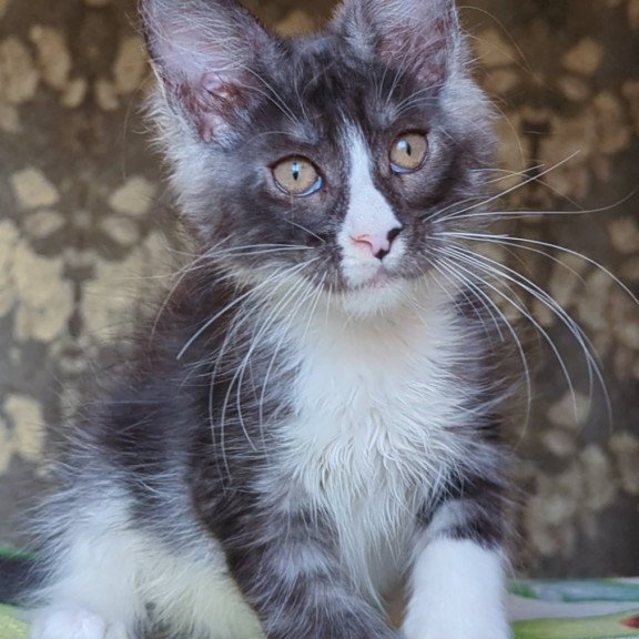 Maine Coon NOV Harisha