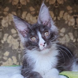 Maine Coon NOV Harisha