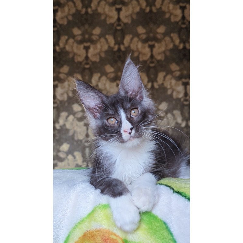 Maine Coon NOV Harisha
