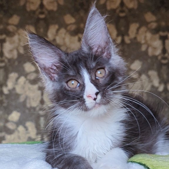 Maine Coon NOV Harisha