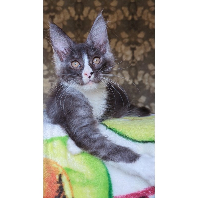 Maine Coon NOV Harisha