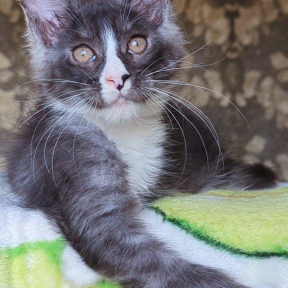 Maine Coon NOV Harisha