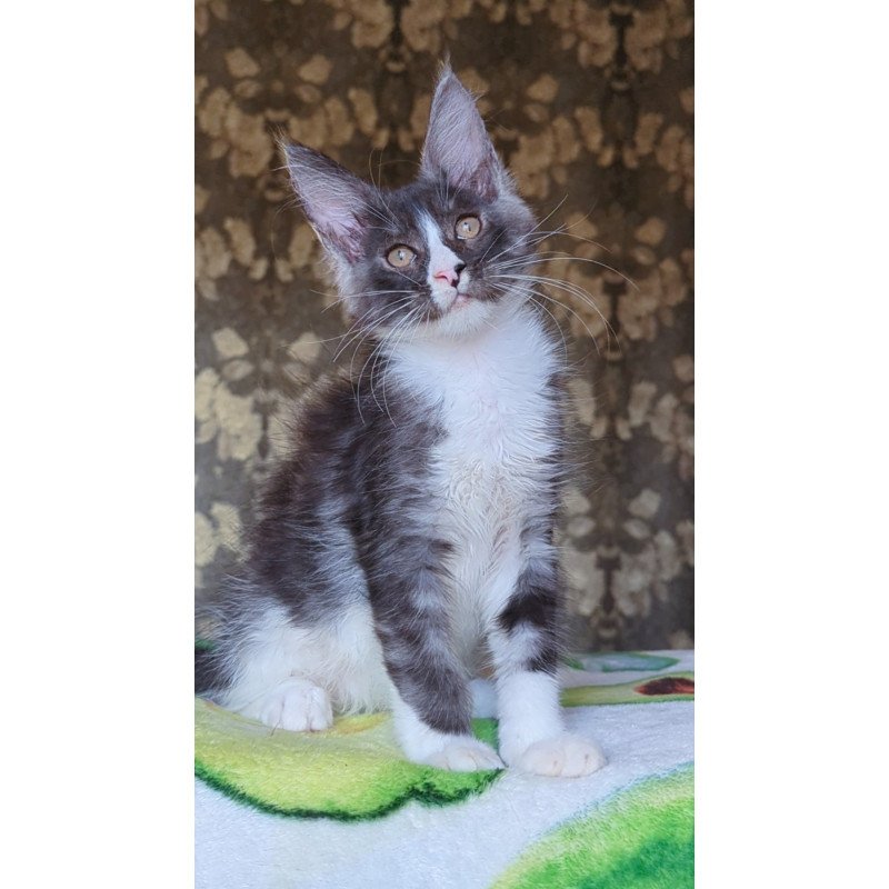 Maine Coon NOV Harisha