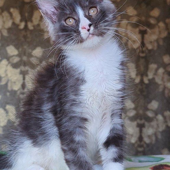 Maine Coon NOV Harisha