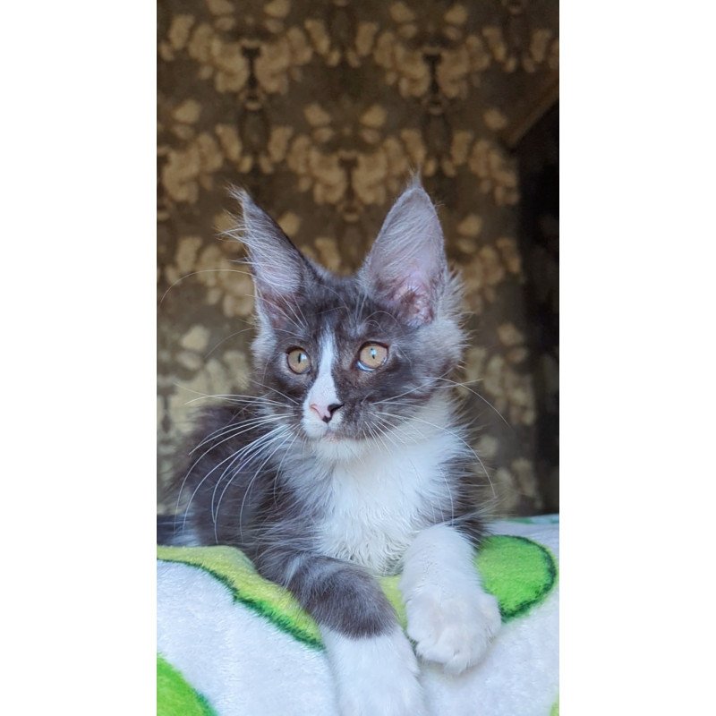 Maine Coon NOV Harisha