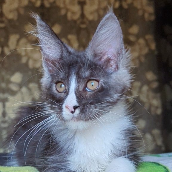 Maine Coon NOV Harisha