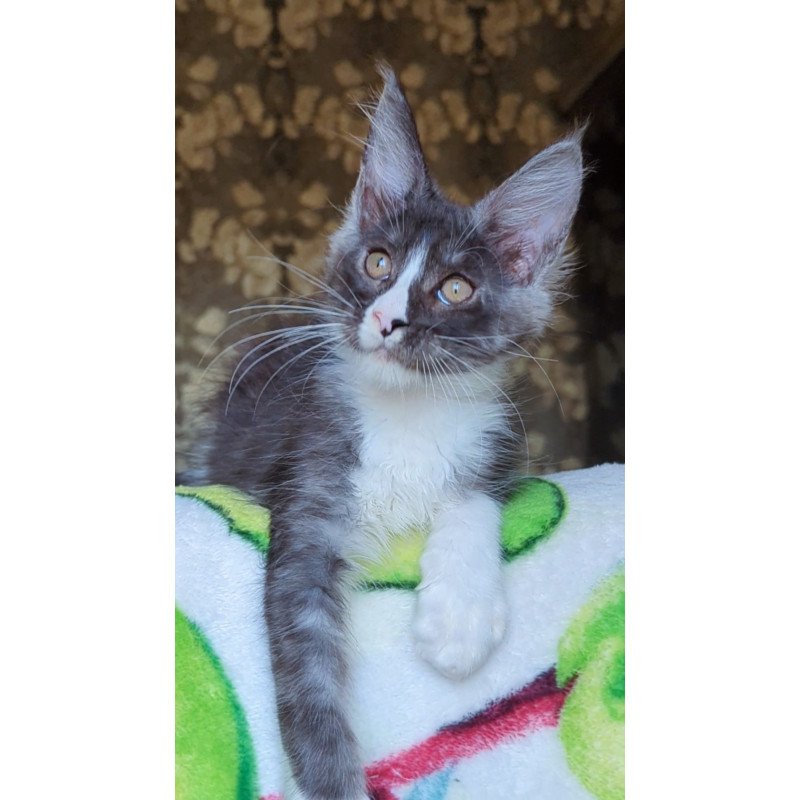 Maine Coon NOV Harisha