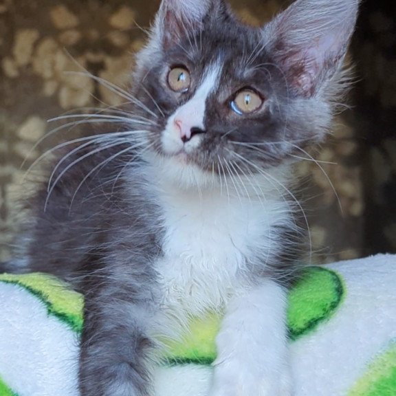 Maine Coon NOV Harisha
