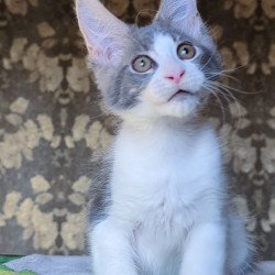 Maine Coon NOV Honey