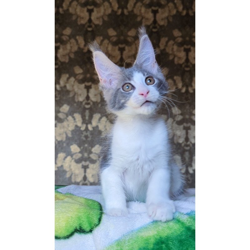 Maine Coon NOV Honey