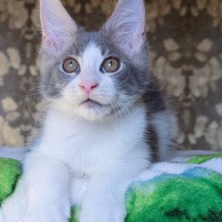 Maine Coon NOV Honey