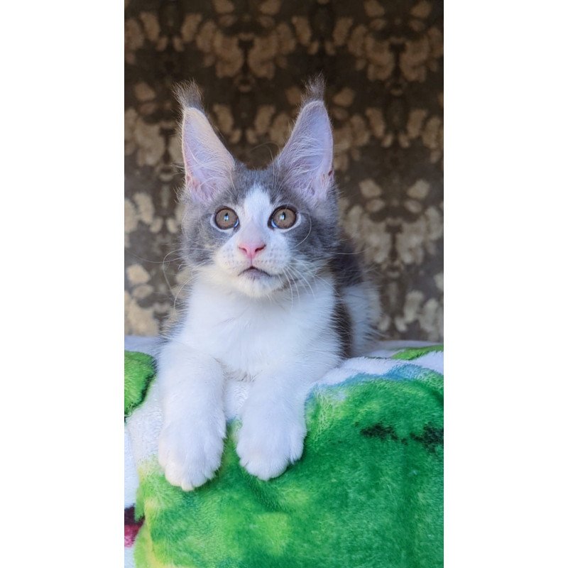 Maine Coon NOV Honey