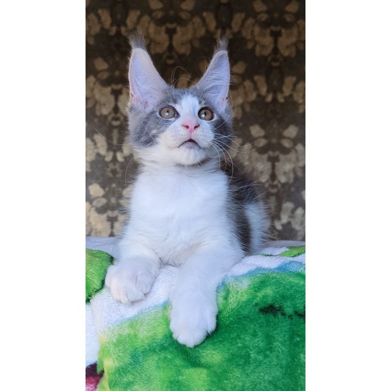 Maine Coon NOV Honey