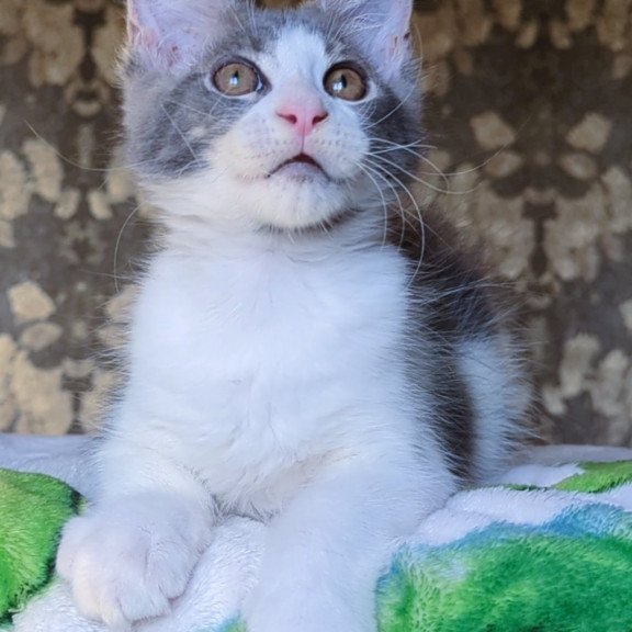 Maine Coon NOV Honey