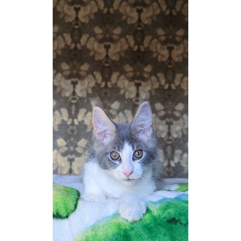 Maine Coon NOV Honey