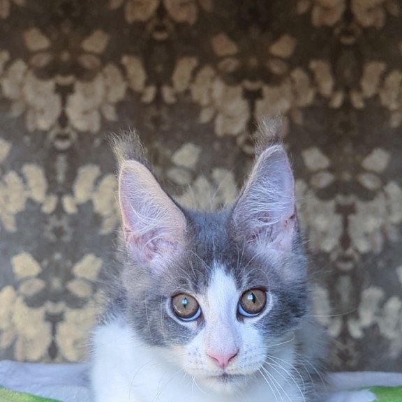 Maine Coon NOV Honey