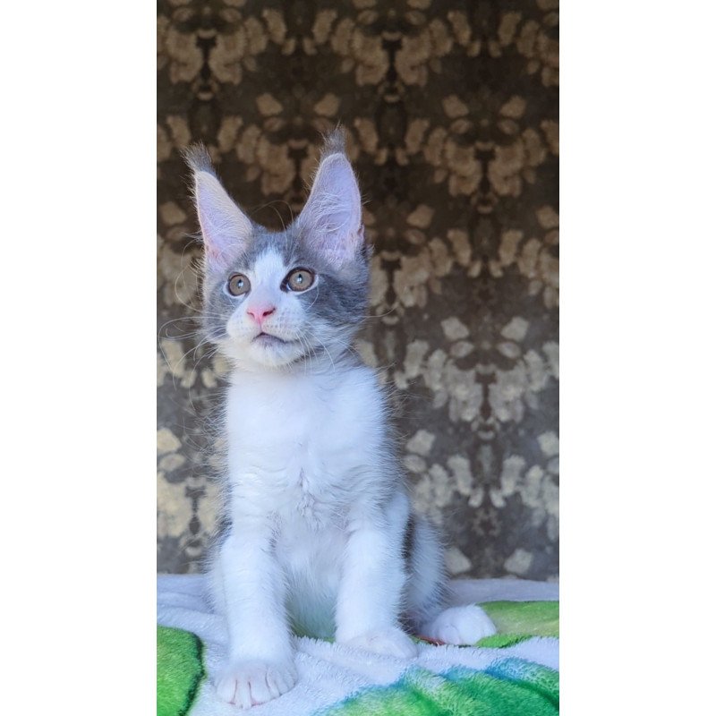 Maine Coon NOV Honey