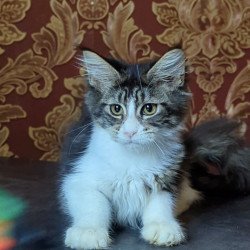 Maine Coon NOV Holika