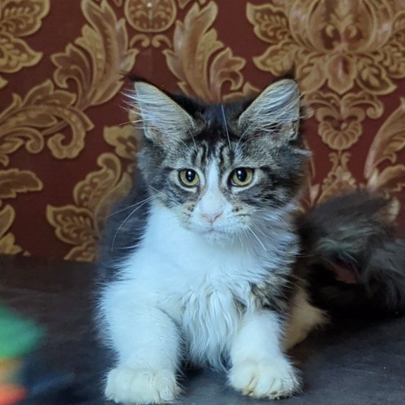 Maine Coon NOV Holika