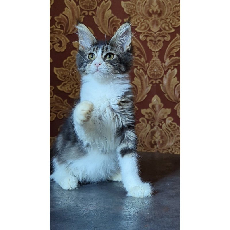 Maine Coon NOV Holika