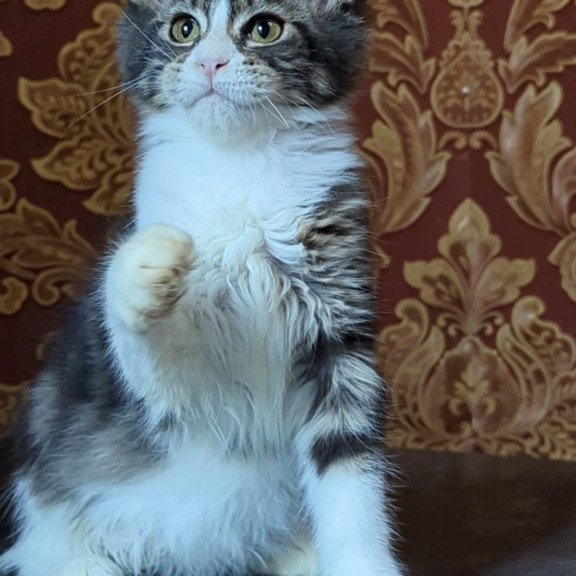 Maine Coon NOV Holika