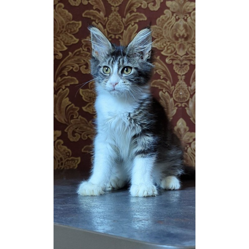 Maine Coon NOV Holika