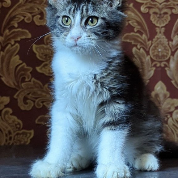 Maine Coon NOV Holika
