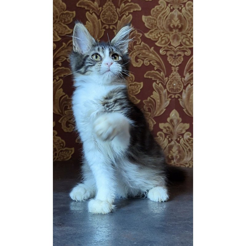Maine Coon NOV Holika