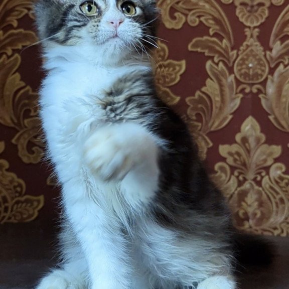 Maine Coon NOV Holika