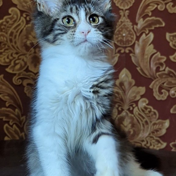 Maine Coon NOV Holika