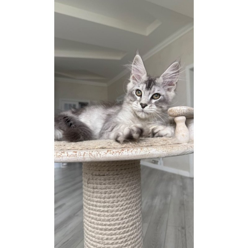 Maine Coon NOV Prosecco