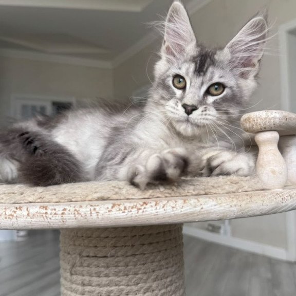 Maine Coon NOV Prosecco