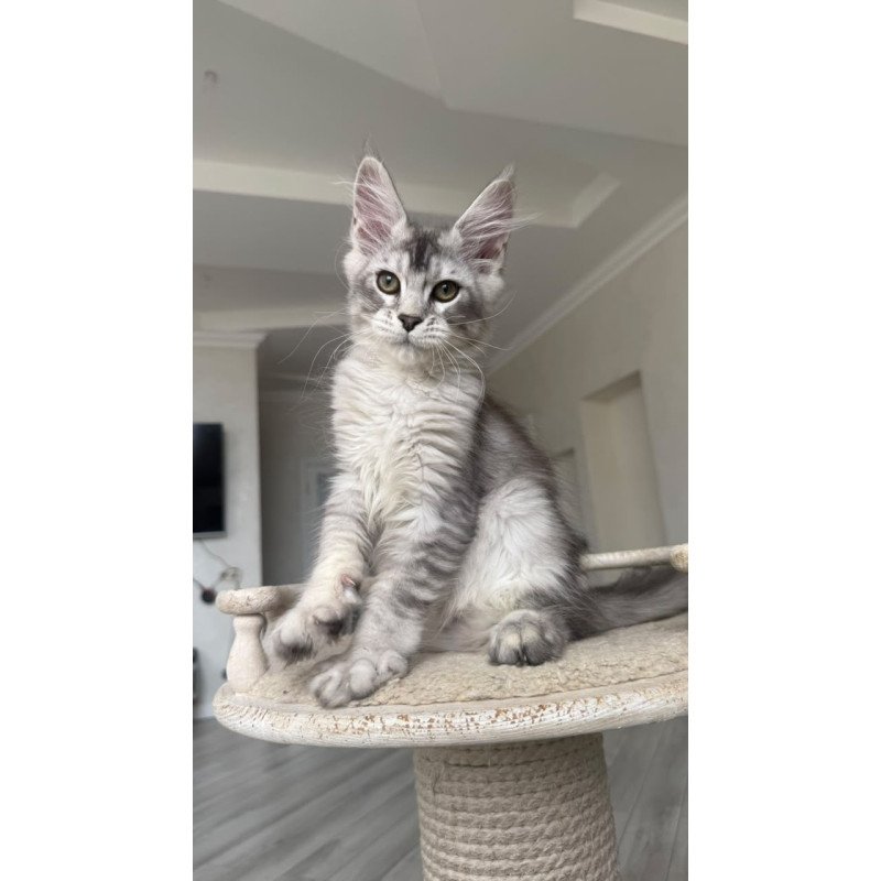 Maine Coon NOV Prosecco