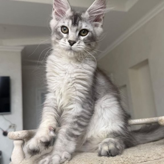 Maine Coon NOV Prosecco