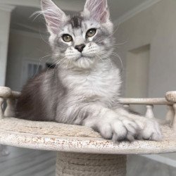 Maine Coon NOV Prosecco