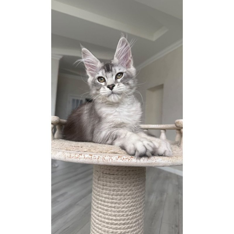 Maine Coon NOV Prosecco
